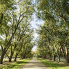 The stunning tree lined drive leads you to the front entrance of The Oaks